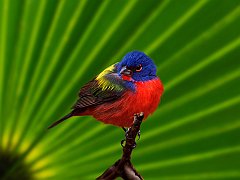 Male Painted Bunting, Everglades National Park, Florida